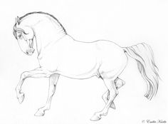 a pencil drawing of a horse running on its hind legs, with it's head turned to the side