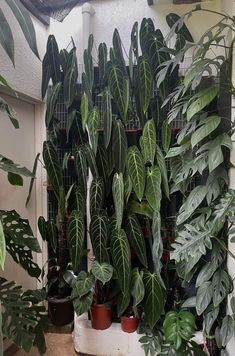 many houseplants are lined up against the wall