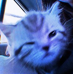 a white cat sitting in the back seat of a car