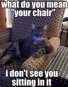 a cat sitting in a chair with the caption, i don't see you