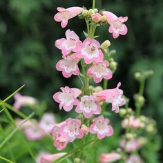 pink and white flowers blooming in the grass