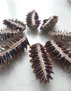 some very pretty looking pine cones on a table