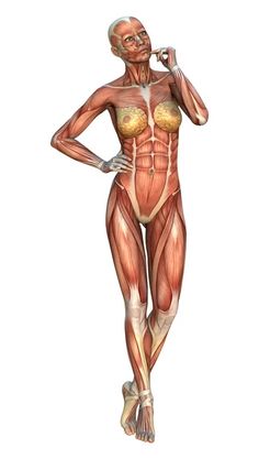 an image of a woman's muscles in the shape of a human figure stock photo