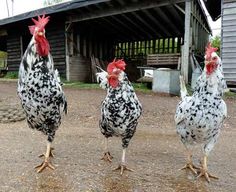 three black and white chickens standing in front of a barn