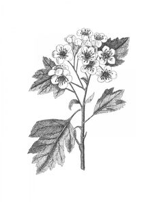 a drawing of a branch with flowers and leaves