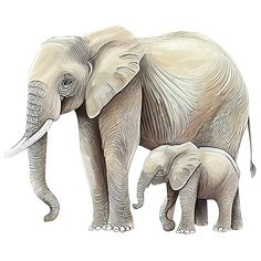 an adult and baby elephant standing next to each other in front of a white background