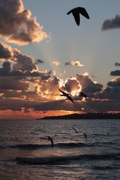 seagulls flying over the ocean at sunset with clouds in the sky behind them