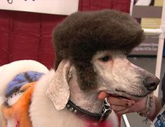 a white dog with a brown hat on it's head is being petted