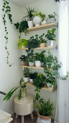 several plants are arranged on shelves in the corner of a room