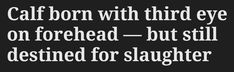 Screenshot that reads: “calf born with third eye on forehead - but still destined for slaughter” Preachers Daughter, All I Ever Wanted, Our Lady, Third Eye, The Globe, Literature, Poetry, Writing, Feelings