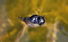 an animal that is swimming in some water