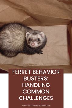 ferret behavior busters handling common challenges by using paper bags to keep them safe