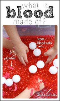 what is blood made of? red blood cells and white blood cells in a tray