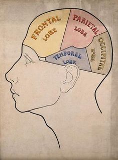 a drawing of a person's head with three sections labeled in different colors