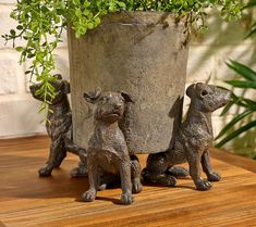 three dogs are sitting in front of a potted plant