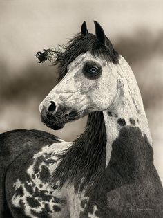 a black and white horse with spots on it's face