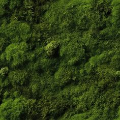 an aerial view of green vegetation on a mountain side, taken from the air with a bird's eye view