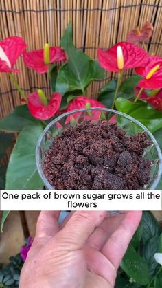 someone is holding a bowl full of brown sugar in front of some red and yellow flowers