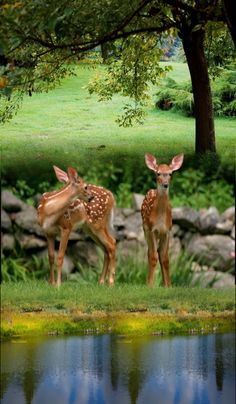 two deer standing next to each other on a lush green field near a body of water