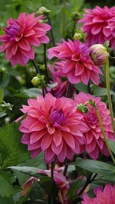 pink flowers with green leaves in the background