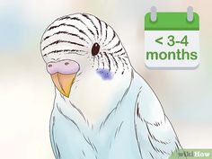 a white bird sitting on top of a table next to a green and white calendar