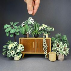 a hand reaching for some plants on top of a wooden cabinet next to other potted plants