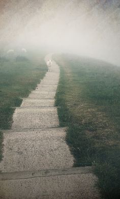 a foggy path leading to sheep grazing on the grass