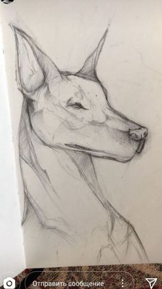 a pencil drawing of a dog's head