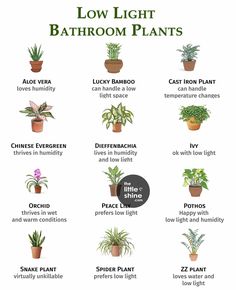 the different types of house plants that you can use to grow them in your home