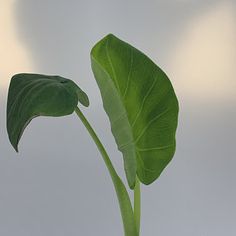 a plant with large green leaves in a pot