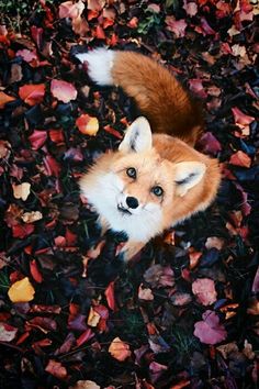 a red fox laying on top of leaves in the grass and looking at the camera