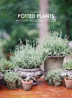 several potted plants on a table with the words using potsted plants in your wedding decor