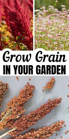 different types of flowers and plants with text overlay that reads grow grain in your garden