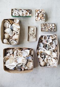 several boxes filled with different types of seashells