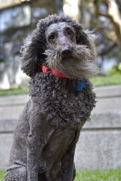 a gray dog sitting on top of a lush green field