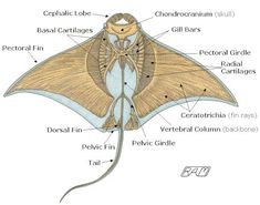 the parts of a butterfly's wing and its external features are labeled in this diagram