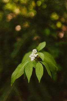 a small white flower sitting on top of a green leaf covered tree branch in the forest