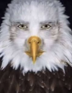 an eagle with white feathers and a yellow beak is shown in this artistic photograph, it appears to be looking at the camera