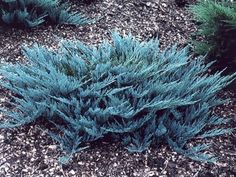 blue plants are growing on the ground