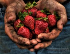 two hands holding some strawberries in their palms