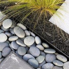 some rocks and plants are in the ground