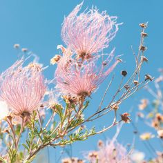 some pink flowers are blooming in the sun on a clear day with blue skies