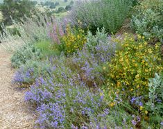 wildflowers and other plants along a dirt path