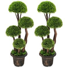 two small trees are in a potted planter on a white background with clippings