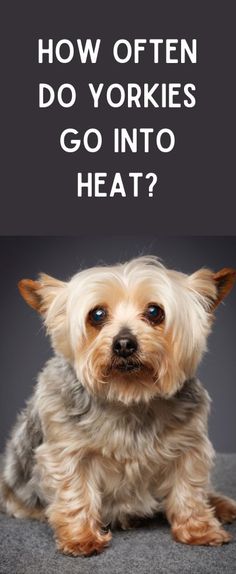 a small dog with the words how often do yorkies go into heat?