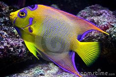 a yellow and blue fish in an aquarium with corals on the bottom half of it