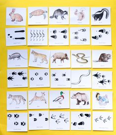 an assortment of animal pictures on yellow paper