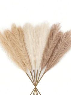 three different colored feathers are arranged in a row on a white background, one is brown and the other is beige