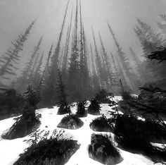 snow covered ground with trees and rocks in the foreground on a foggy day