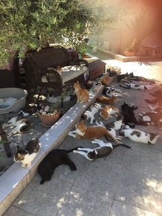 many cats are laying on the ground and one cat is walking up an elevated ramp